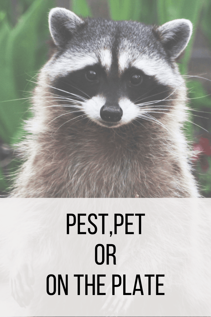 Pest, Pet or on the Plate?